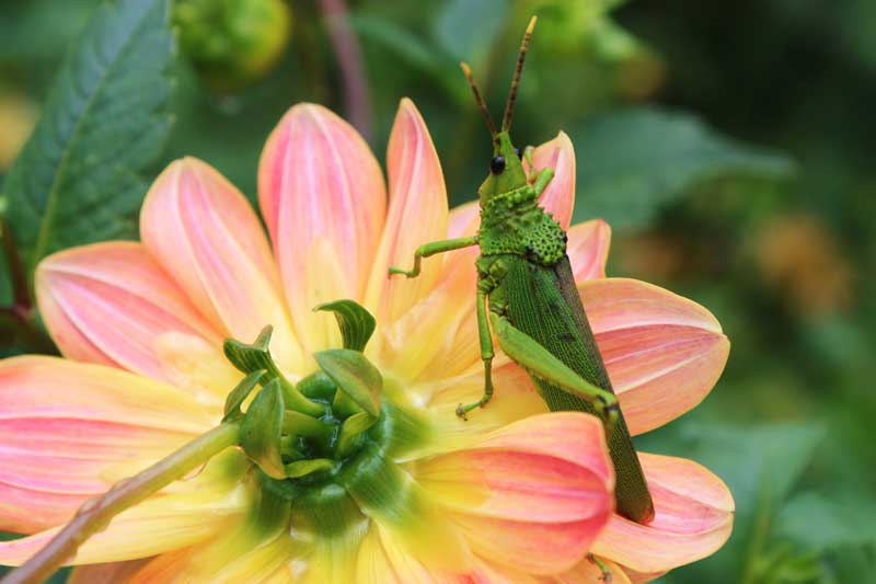 grasshopper flower